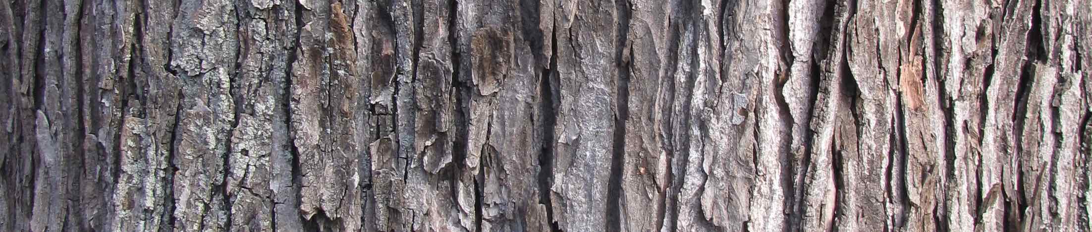 Bark Book page header image