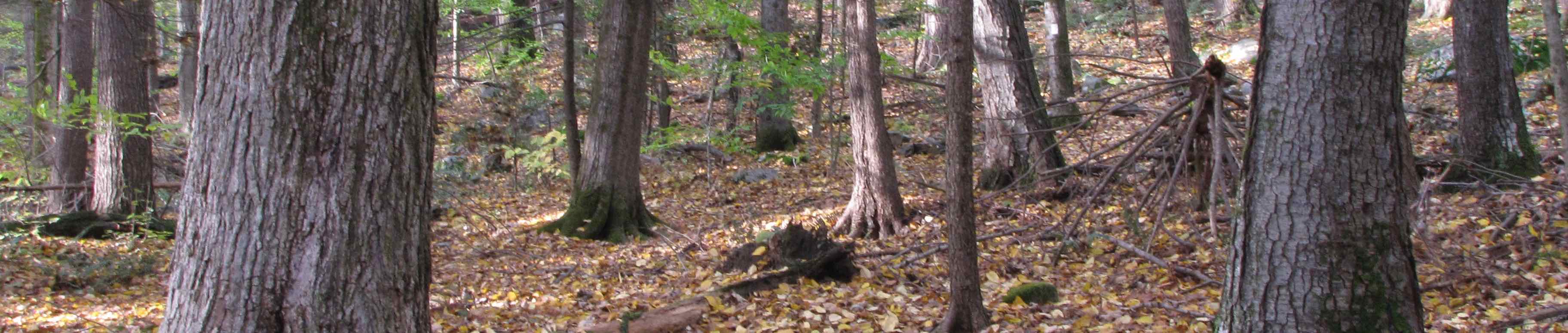 Home page header image