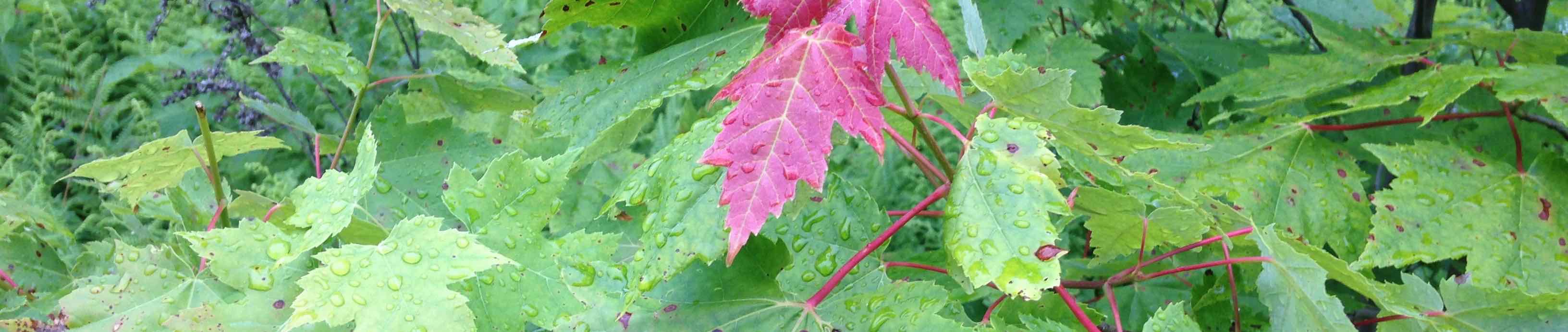 Recent Work page header image