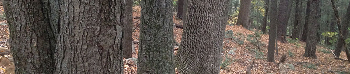 T-Shirts page header image